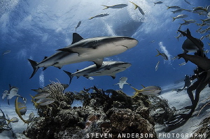Healthy sharks promote healthy reefs making the Bahamas a... by Steven Anderson 